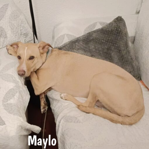 Maylo - Imagen 2