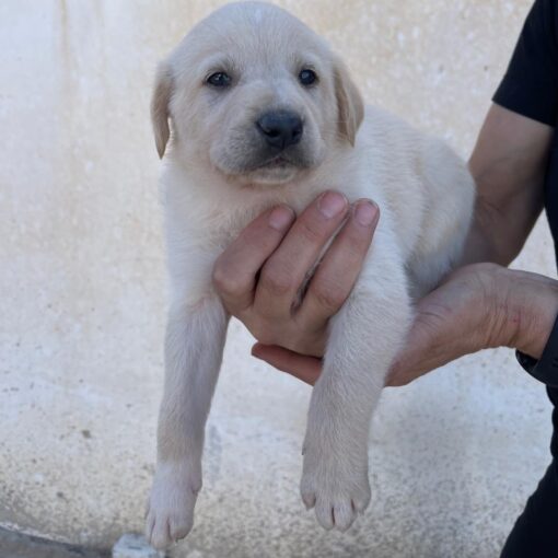 Beny - Imagen 3