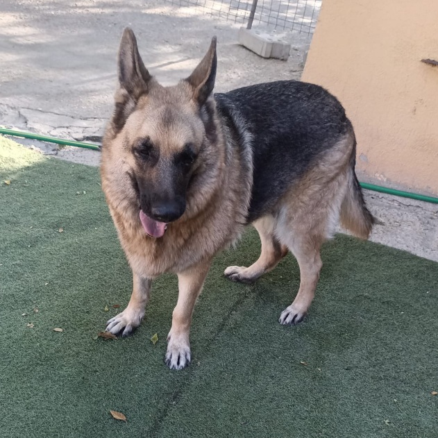 Maya/Amaya - Imagen 5