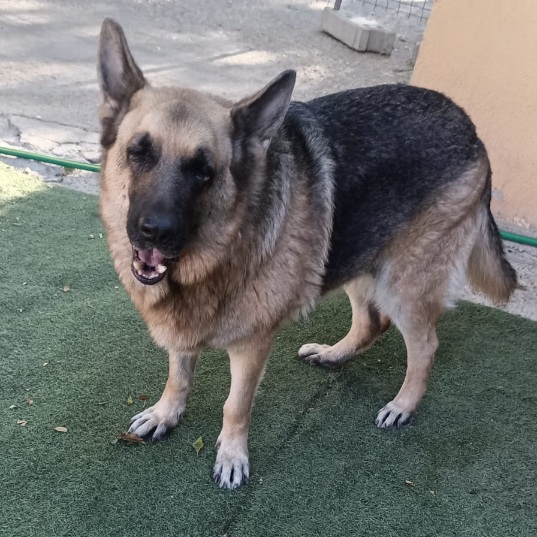 Maya/Amaya - Imagen 3