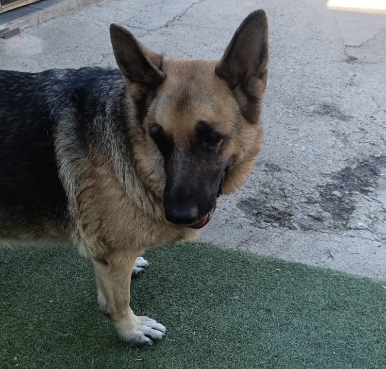 Maya/Amaya - Imagen 7