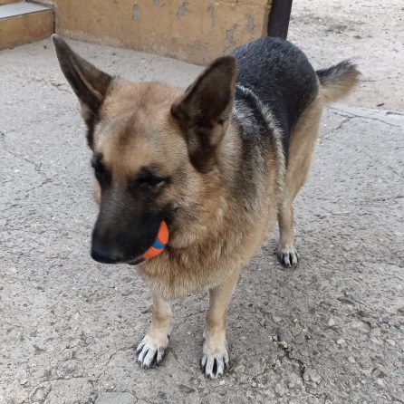 Maya/Amaya - Imagen 4