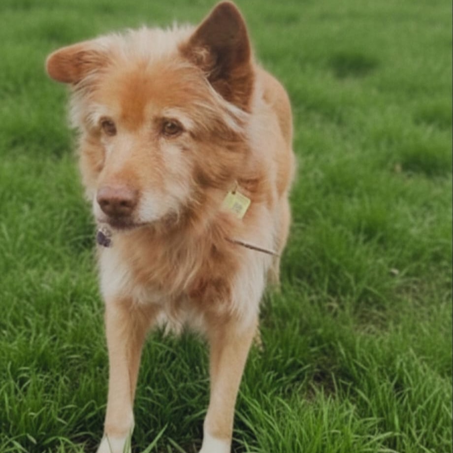 Lolo, el perrito del cartón