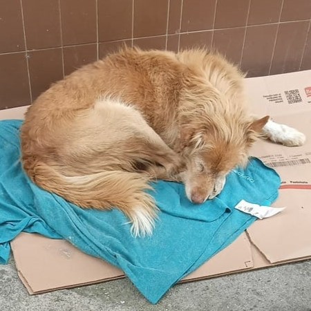 Lolo, el perrito del cartón - Imagen 14