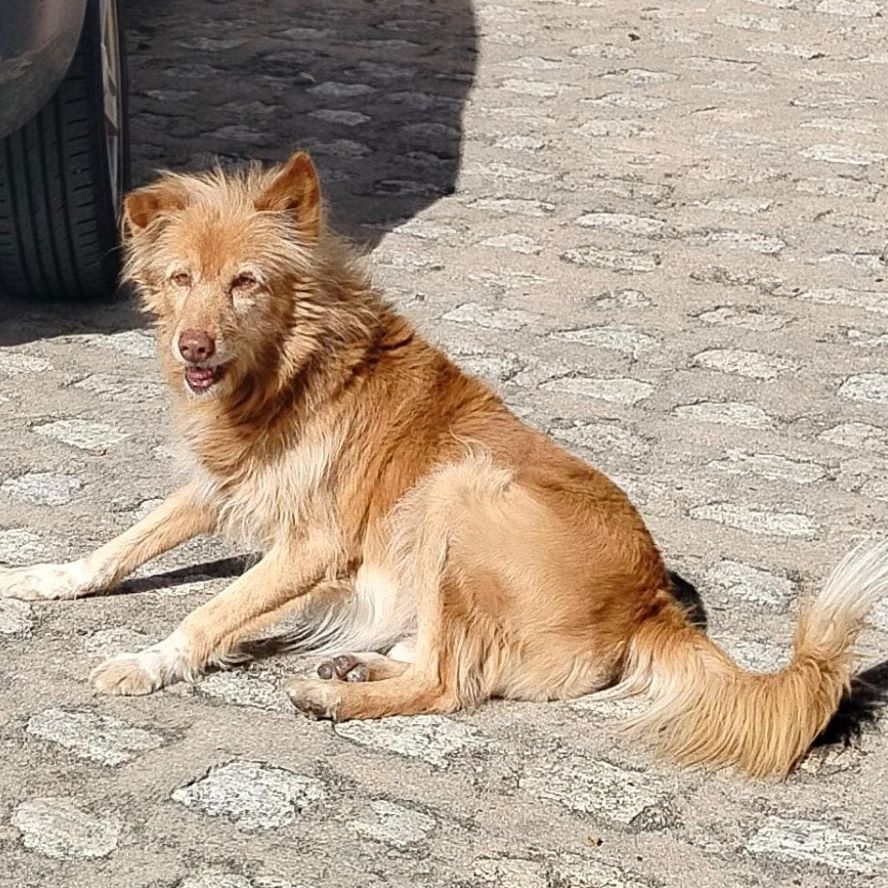 Lolo, el perrito del cartón - Imagen 12