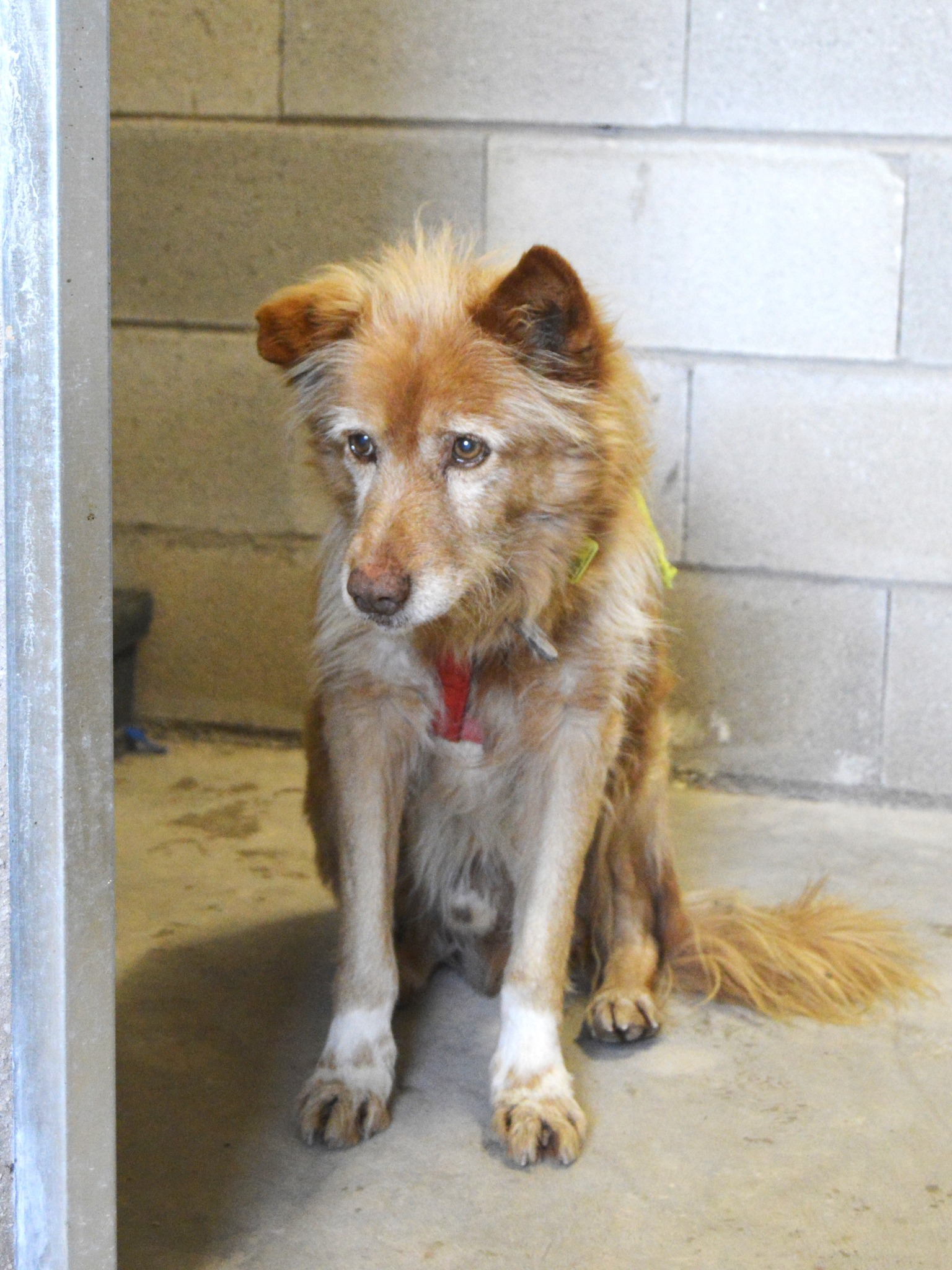 Lolo, el perrito del cartón - Imagen 7