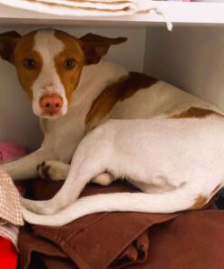 Lía, mi pequeña maltratada