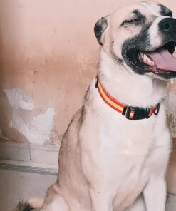 Rocky campeón