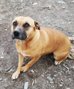 Carmelita