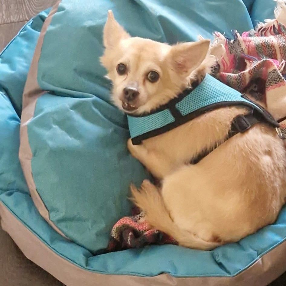 Tobi Chihuahua - Imagen 3