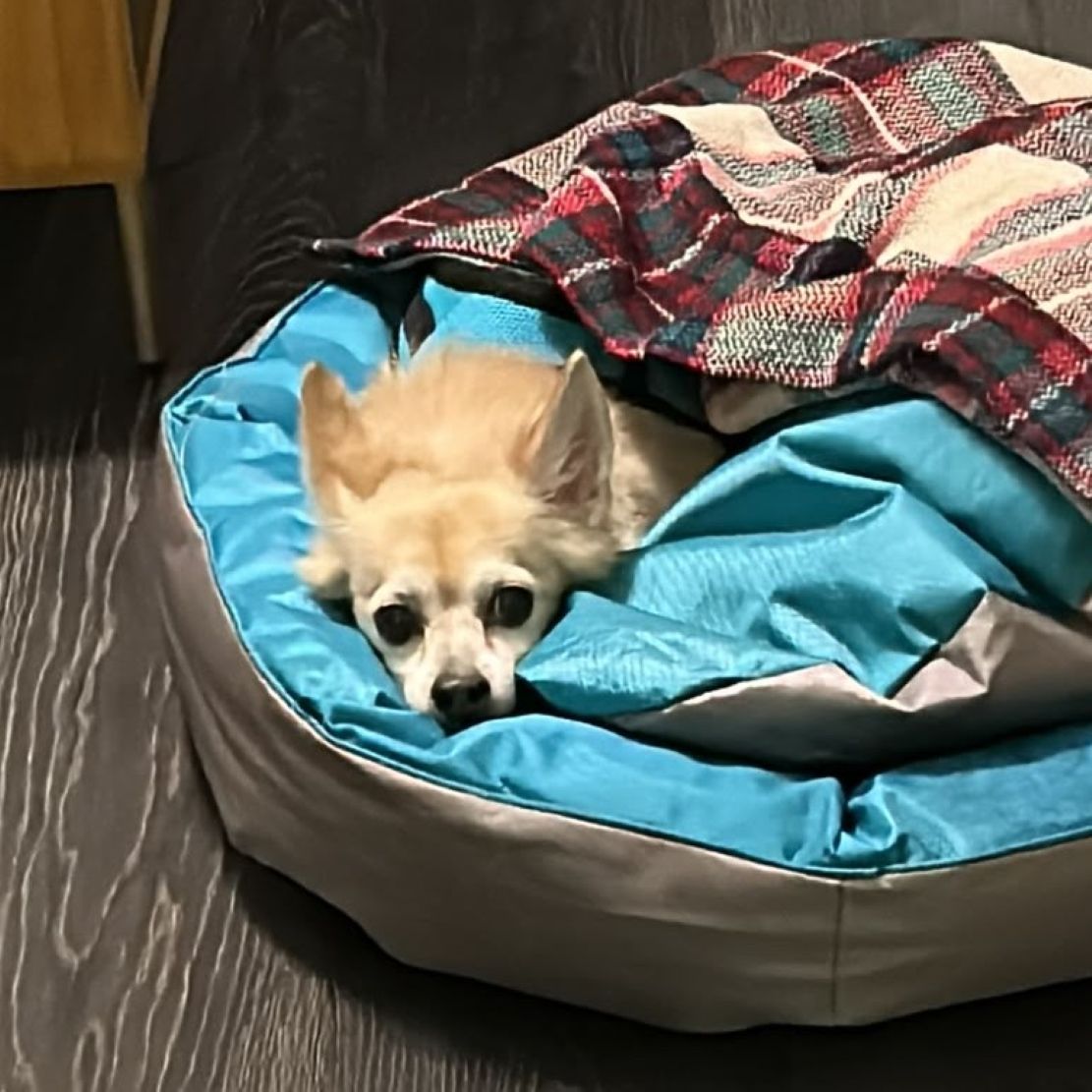 Tobi Chihuahua - Imagen 4