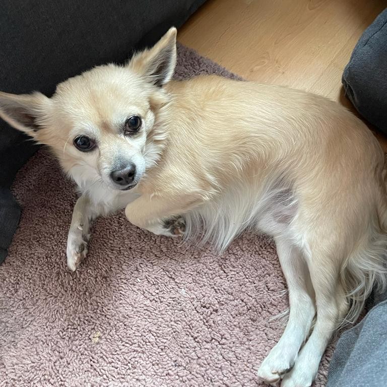 Tobi Chihuahua - Imagen 2
