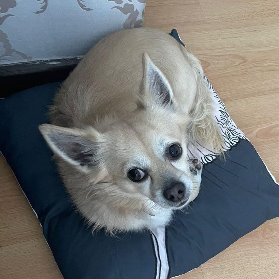 Tobi Chihuahua - Imagen 5