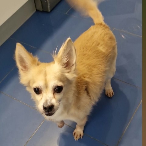 Tobi Chihuahua